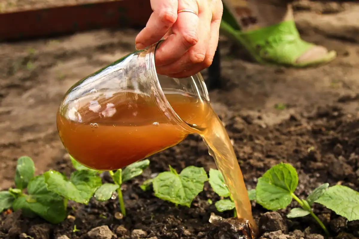 Dobd ki a műtrágyát: ezzel etesd a szobanövényeket decembertől márciusig, és tavasszal köszönetet fognak mondani