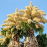 Egyszer virágzik, aztán meghal: most éppen Rio legszebb pálmái teszik ezt – és soha többé nem látjuk őket ilyennek